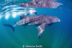 My buddy and I photographing whalesharks in the Sea of Co... by Gemma Smith 